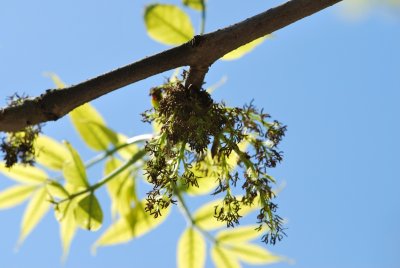 Fraxinus pennsylvanica 'Aucubifolia' - jasan pensylvánský 'Aucubifolia' - květenství a listy